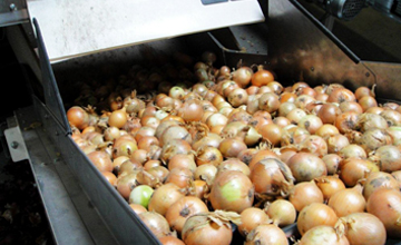 onions sizing machine